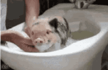Peluche Pig GIF - Peluche Pig Bath GIFs