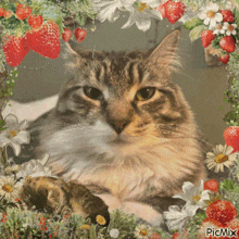 a picture of a cat is surrounded by strawberries and flowers and says picmix