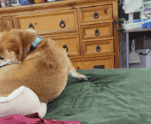 Shiba Inu Chase Tail GIF - Shiba Inu Chase Tail Fall Off Bed GIFs