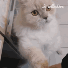 Poke The Pet Collective GIF - Poke The Pet Collective Hey GIFs