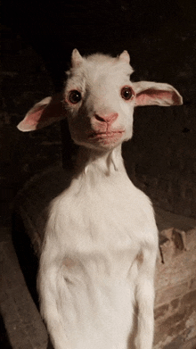 a white goat with a very long neck looks at the camera