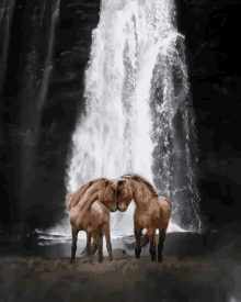 tamed horse waterfalls nature animal