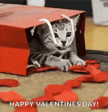 Valentinesgift Cat GIF - Valentinesgift Cat Kitty GIFs