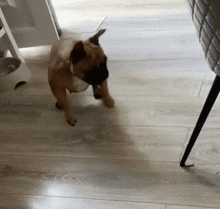 a french bulldog puppy is walking on a wooden floor
