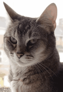 Juno The Cat Who I Love Very Much GIF - Juno The Cat Who I Love Very Much GIFs