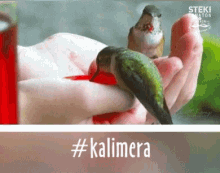 Birds καλημέρα GIF - Birds καλημέρα Kalimera GIFs
