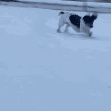 a small black and white dog is running through the snow