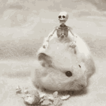Skeleton Riding Hungry Hamster GIF - Hamster Skeleton Skeleton Riding Hamster GIFs