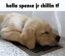 Hella Spence Hella GIF - Hella Spence Hella Dog GIFs