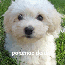 a small white dog is laying in the grass with the words " pokenoe deido " on the bottom right