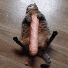 a cat laying on its back holding a large bread stick