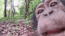 Monkey Tongue Out GIF - Monkey Tongue Out Licking GIFs