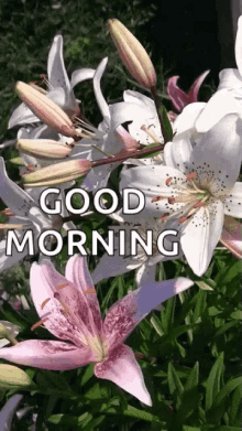 Good Morning Flowers GIF - Good Morning Flowers Plant GIFs