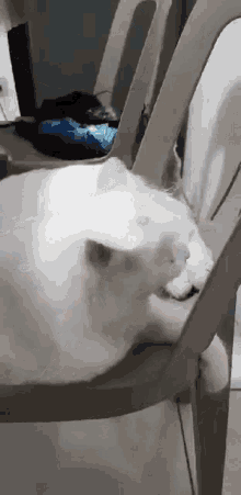 Rayleigh White Cat GIF - Rayleigh White Cat Grumpy Cat GIFs