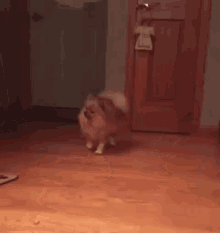 Lars GIF - Dog Doggo Pomeranian GIFs