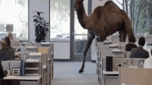 Hump Day1 GIF - Camel Office GIFs