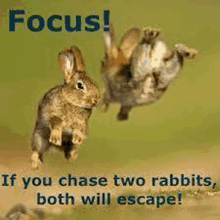 Rabbits Chase GIF - Rabbits Chase If You Chase GIFs