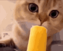 Cute Funny GIF - Cute Funny Cat GIFs