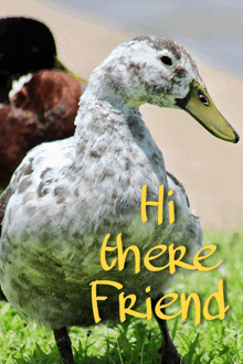 a picture of a duck with the words " hi there friend " written on it