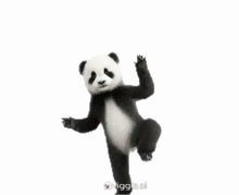 a panda bear is standing on its hind legs and dancing