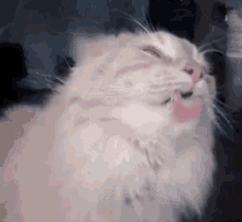 Cat Cats GIF - Cat Cats Lick GIFs