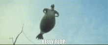 a seal is flying through the air with the words `` belly flop '' written on it .