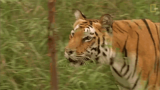 Walking Tiger Global Tiger Day See Why These Cats Earned Their Stripes GIF  - Walking Tiger Global Tiger Day See Why These Cats Earned Their Stripes  Nat Geo Wild - Discover &