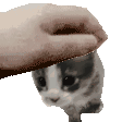 Cat Meme Pet Sticker - Cat Meme Pet Petting Cat Stickers