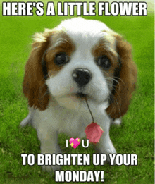 a puppy is holding a pink flower in its mouth and says here 's a little flower to brighten up your monday