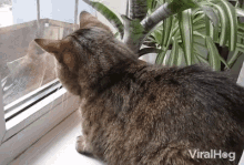 a cat looking out a window with viralhog written on the bottom right