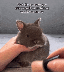 Me Taking Care Of You After An Evil Witch Turned You Into A Bunny GIF - Me Taking Care Of You After An Evil Witch Turned You Into A Bunny GIFs