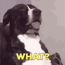 What Dog GIF - What Dog For Real GIFs