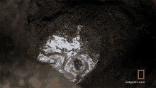 water hole subterranean treasure primal survivor digging touching water