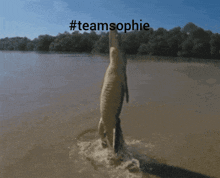 a picture of a crocodile in the water with the hashtag #teamsophie above it