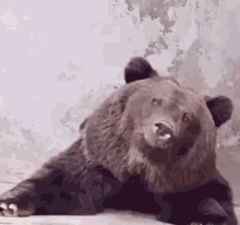 медведь Faner GIF - медведь Faner GIFs