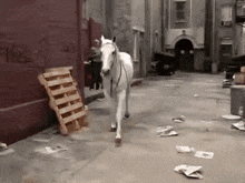 a white horse is walking down a narrow alley