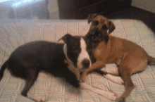 Sharing A Doggy Moment Happy Birthday GIF - Sharing A Doggy Moment Happy Birthday GIFs