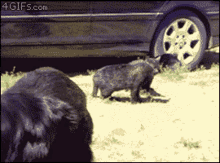 Cat Fight Stopped By Dogs Cats GIF - Cat Fight Stopped By Dogs Cats Dogs GIFs