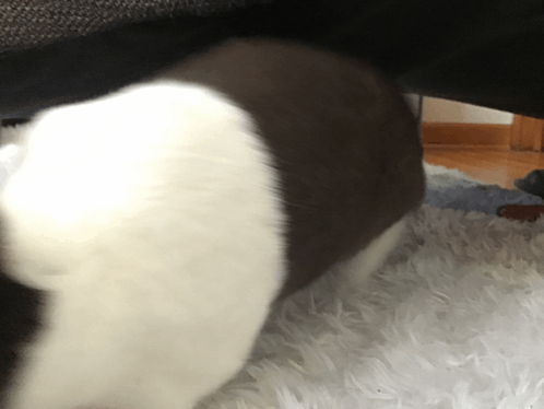 Bunny Sundae GIF - Bunny Sundae - Discover & Share GIFs