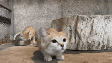 Sand Cat Cat GIF