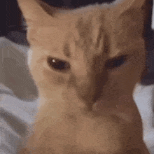 Orange Cat Pet Petting GIF - Orange Cat Pet Cat Pet Cat GIFs