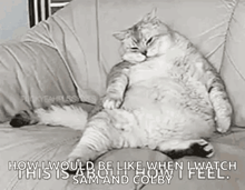 a fat cat is sitting on a couch with a funny caption .