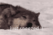Wolf Sneezed Just Sneezed GIF - Wolf Sneezed Just Sneezed GIFs
