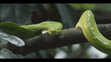 a green snake is sitting on a tree branch with leaves