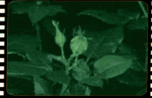 a close up of a red rose with green leaves on a green background