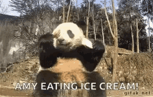 Panda Eating Ice Cream GIF