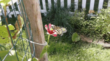 Monark Butterfly Garden GIF - Monark Butterfly Garden GIFs