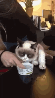grumpy cat cat feeding drinking water