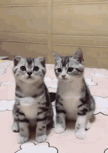 Funny Kittens GIF