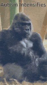 a picture of a gorilla with the words autism intensifies